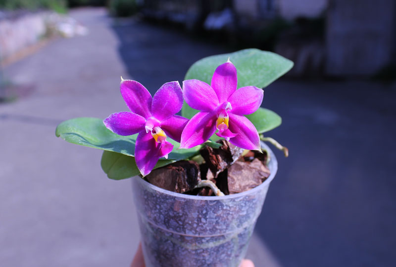 Phalaenopsis Ld Bellina Eagle x Prima.jpg