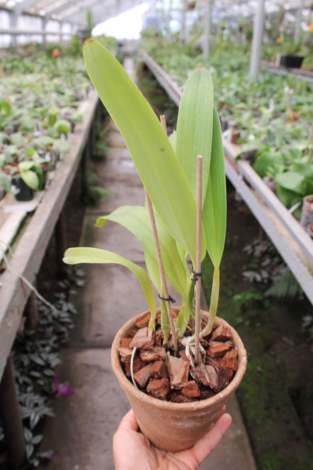 Laeliocattleya Bella var rubra.jpg