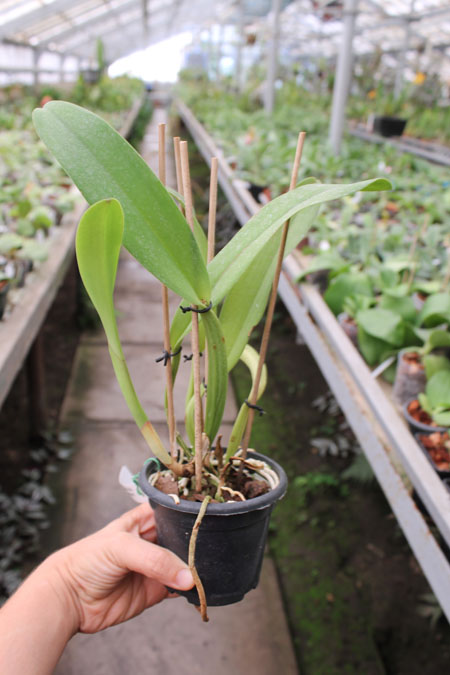 Potinara (Brassolaeliocattleya Toshie Aoki x Sophrolaeliocattleya Final Touch 'Mendenhall').jpg