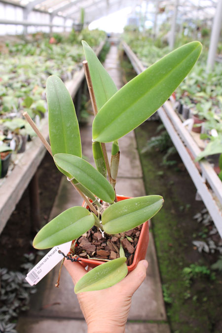 Cattleya maxima rubra 'Peruana' x SELF.jpg