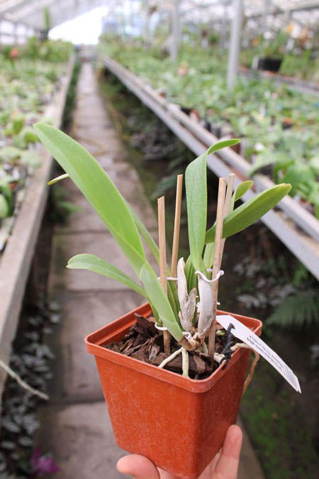Cattleya percivaliana semi alba 'Altamira' (11-6) x SELF.jpg