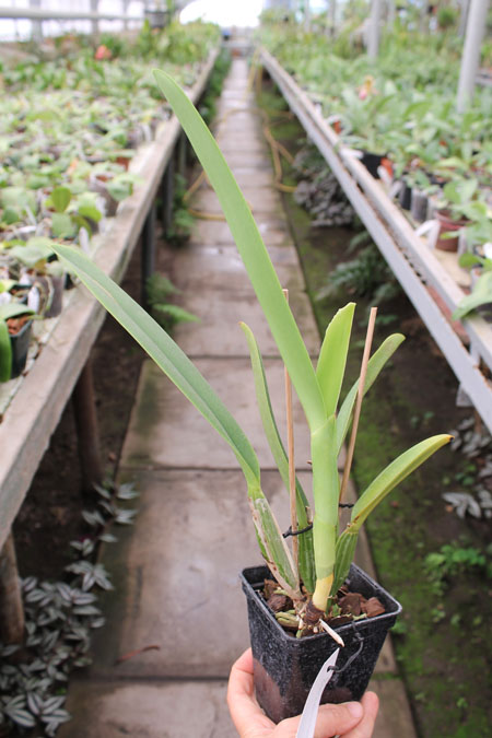 Cattleya percivaliana carnea x SELF.jpg