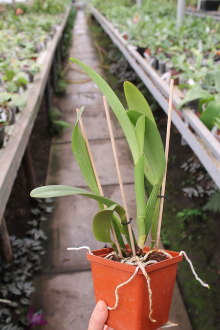 Brassocattleya Chief Pink 'Diana'.jpg