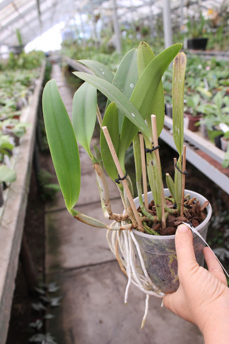 Cattleya lueddemanniana escura x Cattleya lueddemanniana 'America'.jpg
