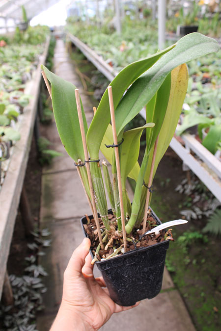 Brassolaeliocattleya Lucky Strike x Brassolaeliocattleya Golf Pink.jpg