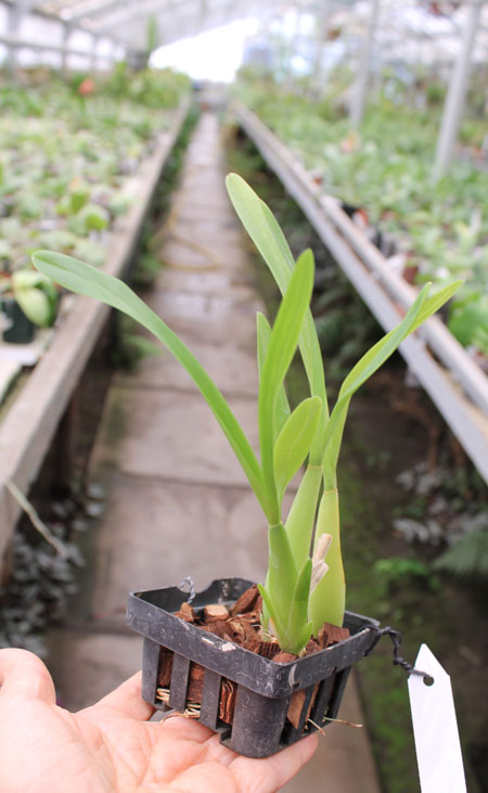 Miltonia spectabilis.jpg