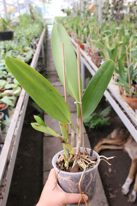 Potinara Susan Fender 'Cover Girl'.jpg