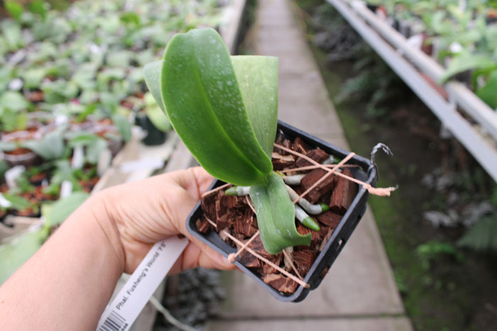 Phalaenopsis Fusheng's World 'FS'.jpg