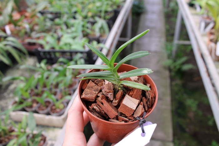 Christensonia vietnamica.JPG