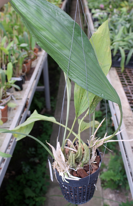 Stanhopea jenischiana.JPG