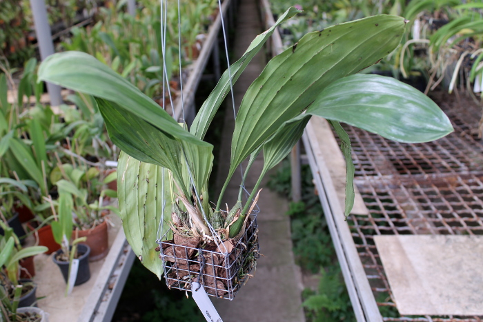 Stanhopea candida.JPG