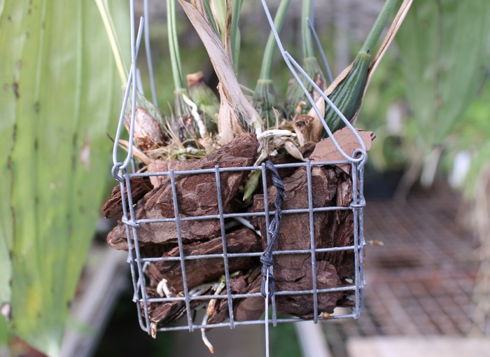 Stanhopea candida .JPG