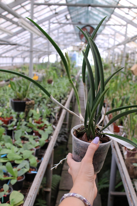 Brassavola Jiminy Cricket 'Superbug' (Brassavola nodosa x Rhyncholaelia digbyana).JPG