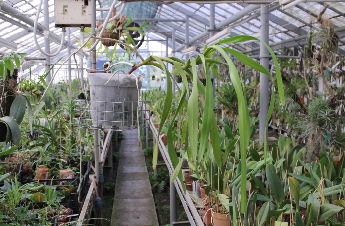 Aerides lawrenciae.JPG