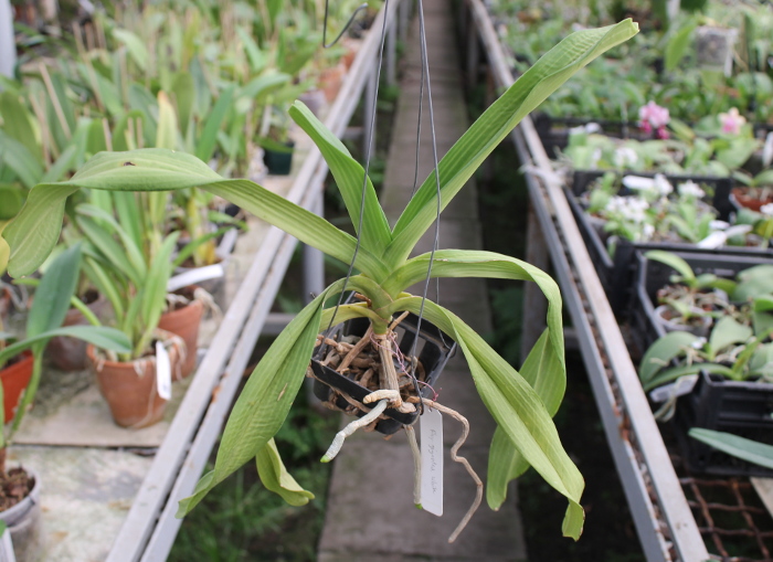 Rhynchostylis gigantea white.JPG