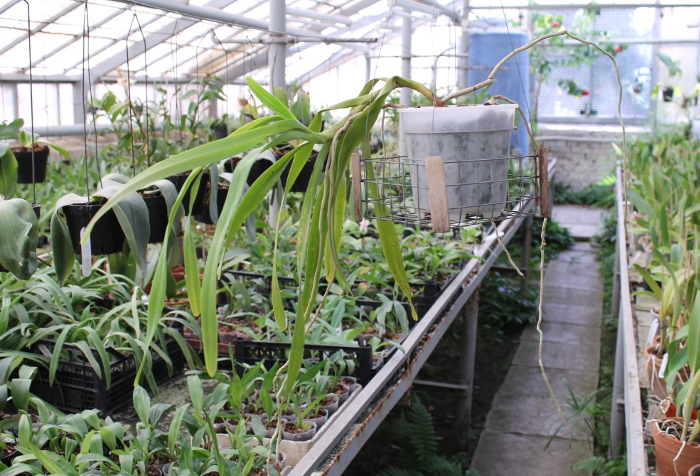 Aerides lawrenciae var. sanderiana.JPG