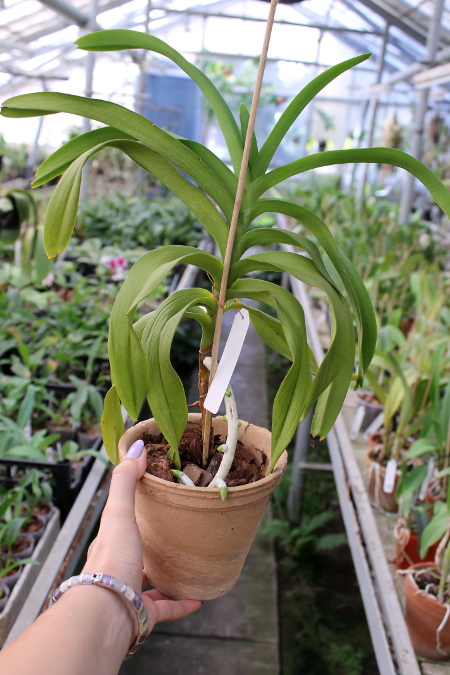 Aeridovanda Pothisarn.JPG