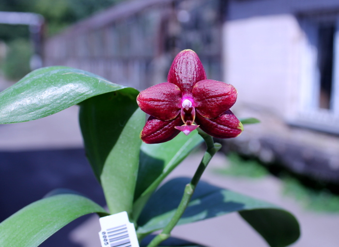 Phalaenopsis Hawaii Dragon Girl x Lioulin Goldfinch.JPG