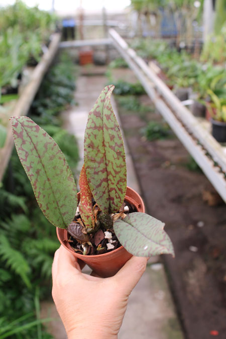 Psychopsis Mendenhall 'Hildos'.jpg