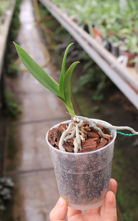 Doritaenopsis Kenneth Schubert x Phalaenopsis bellina blue.jpg