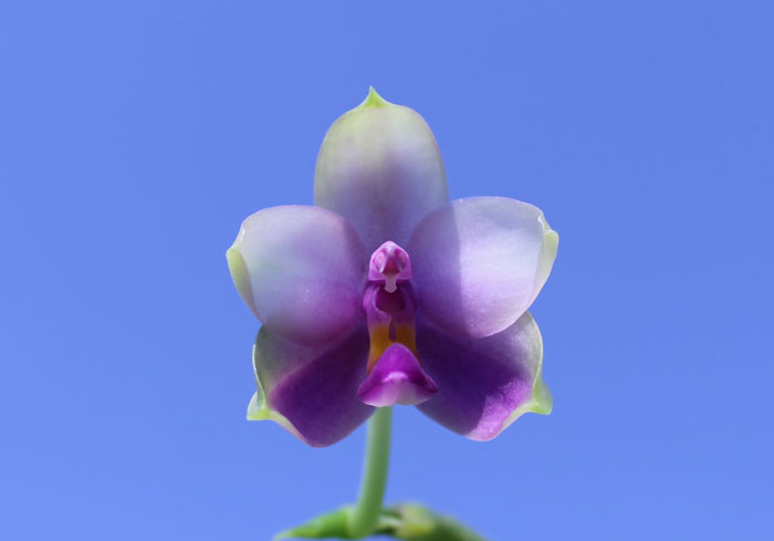 Phalaenopsis bellina 'blue'.jpg