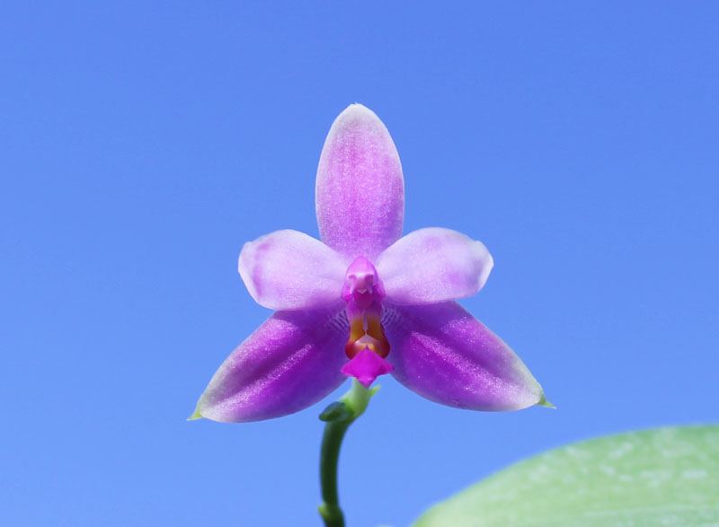 Phalaenopsis violacea.jpg