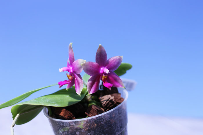 Phalaenopsis Ld Bellina Eagle x Prima.jpg