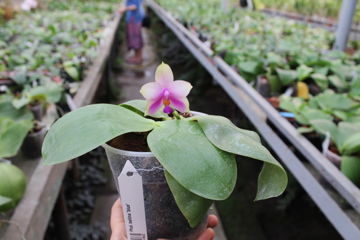 Phalaenopsis bellina 'blue'.jpg