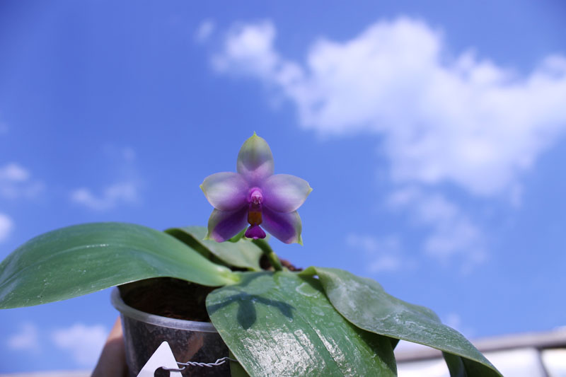Phalaenopsis bellina 'blue'.jpg