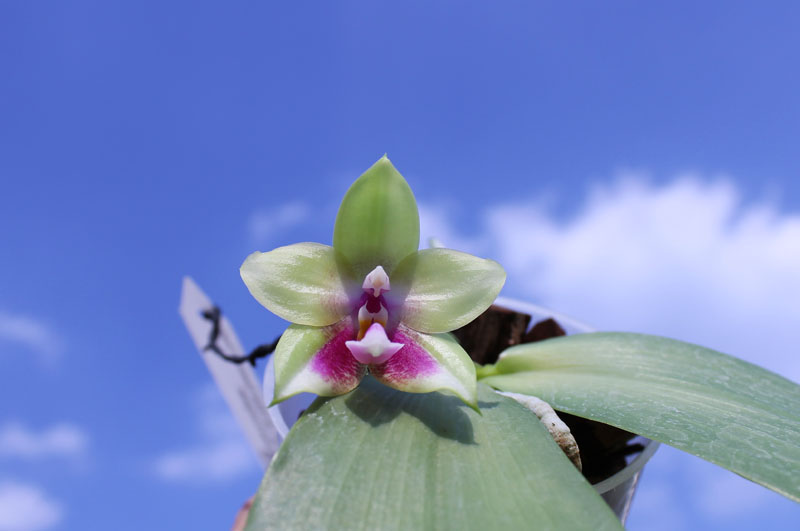 Phalaenopsis Ld's Bear Queen x Chang Mow Evergreen.jpg