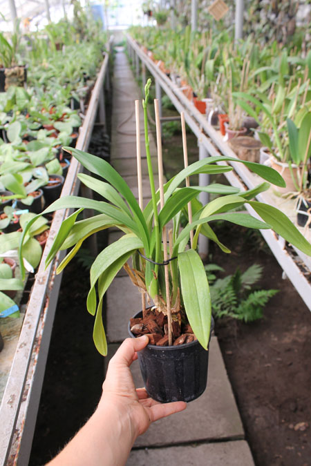 Oncidium Sweet Sugar 'Yellow King'.jpg