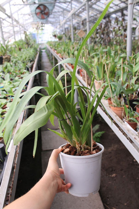 Miltassia Royal Robe 'Diplomat'.jpg