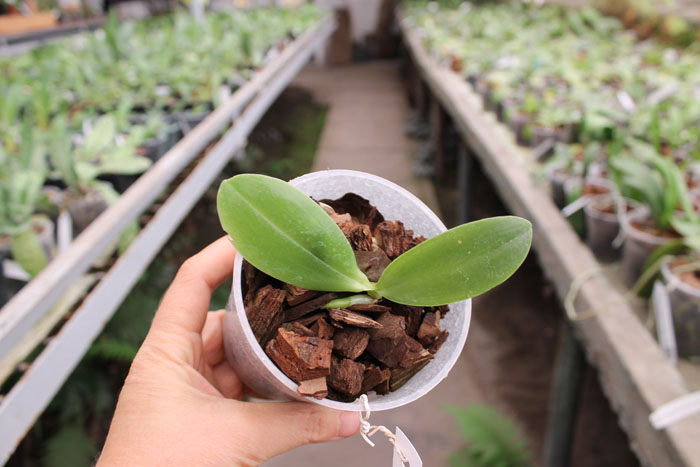 Phalaenopsis Dou-dii Rose.jpg