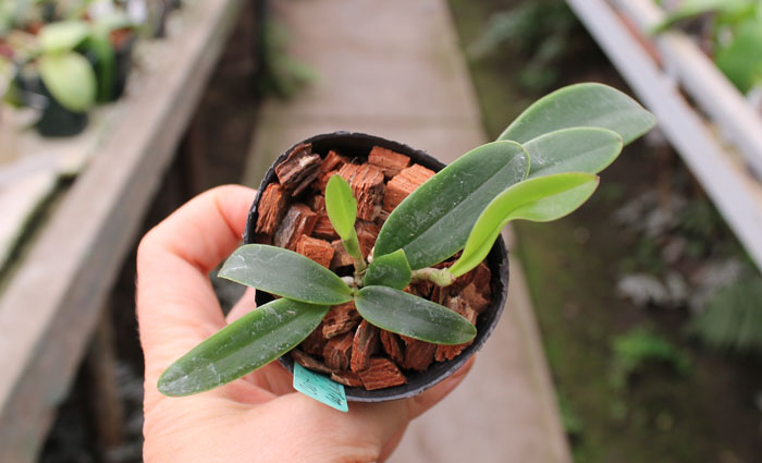 Cattleya aclandiae.jpg