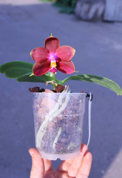 Phalaenopsis Ld's Bear King 'RK-3'.jpg