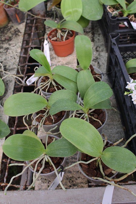 Phalaenopsis pulchra.jpg