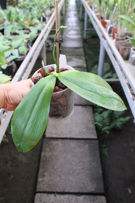 Phalaenopsis tetraspis 'C#1'.jpg