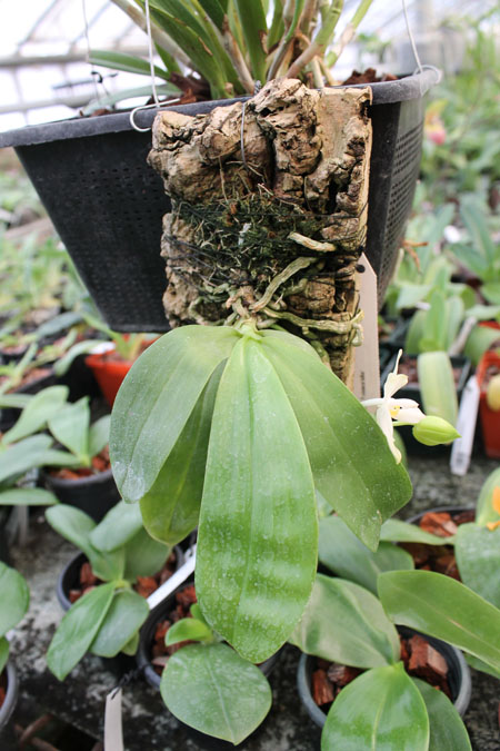 Phalaenopsis violacea alba.jpg