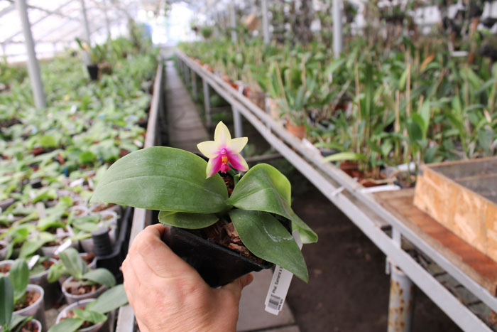 Phalaenopsis Samera x bellina.jpg