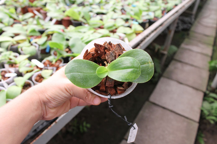 Su An Cricket 'SW'.jpg