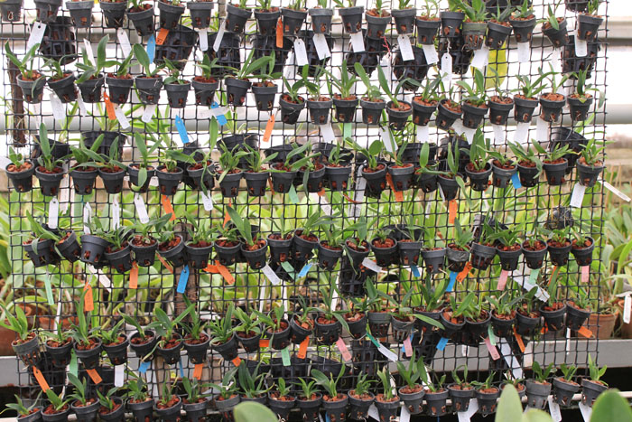 Sophrolaeliocattleya Jillicoc.jpg