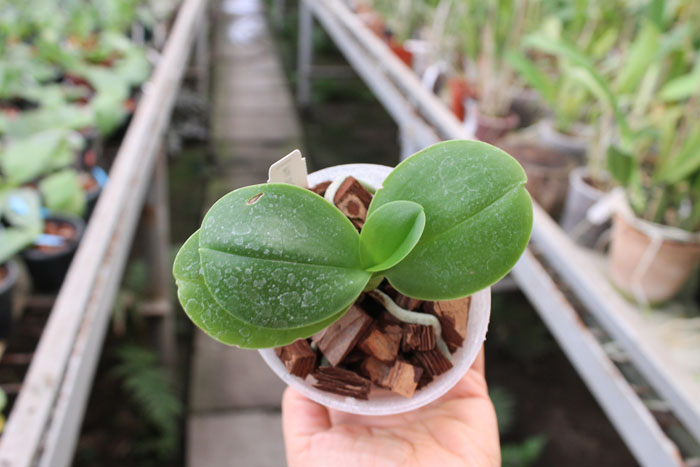 Phalaenopsis Dragon Tree Eagle x Emeraude.jpg