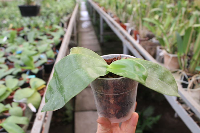 Phalaenopsis LD's Bear Queen x bellina blue.jpg