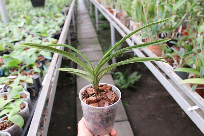 Neostylis Lou Sneary 'Taka'.jpg