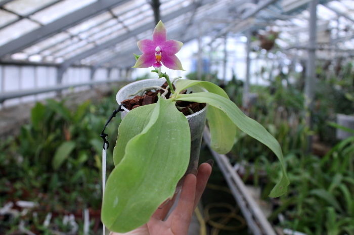 Phalaenopsis Ld's Bear King x violacea indigo.JPG