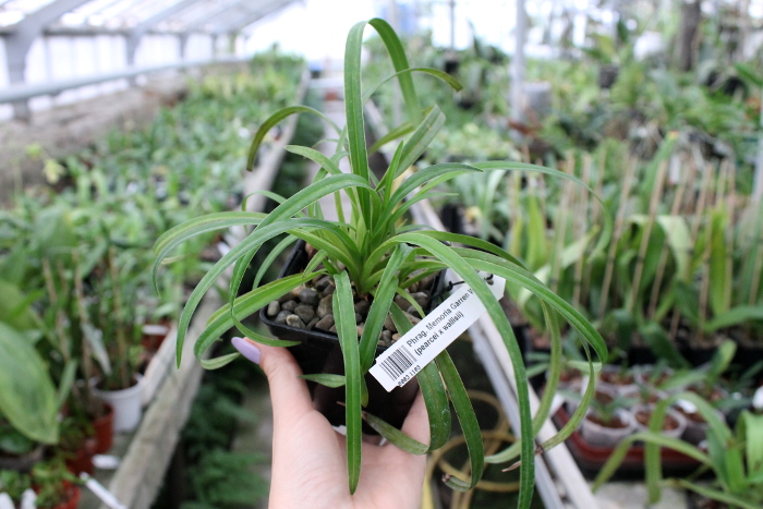 Phragmipedium Memoria Garren Weaver (pearcei x wallisii).JPG