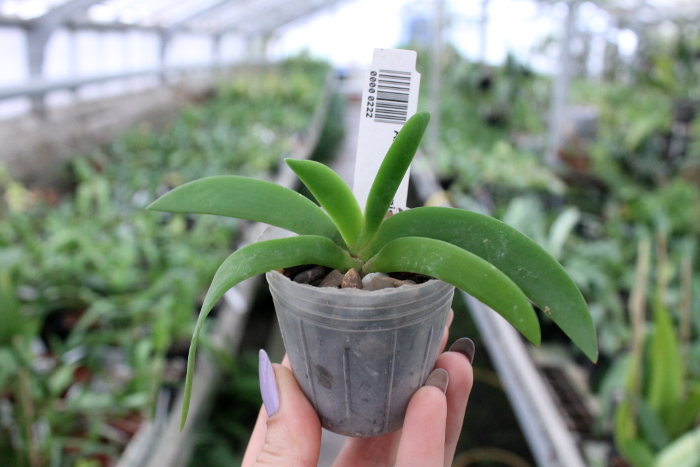 Angraecum leonis.JPG