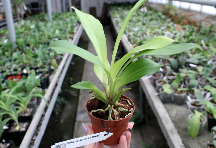 Cochleanthes (amazonica x lobata).JPG
