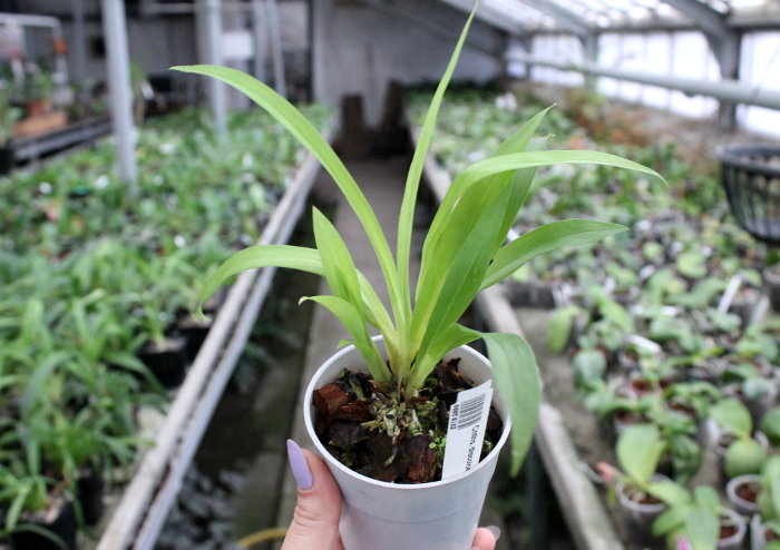 Cochleanthes discolor.JPG