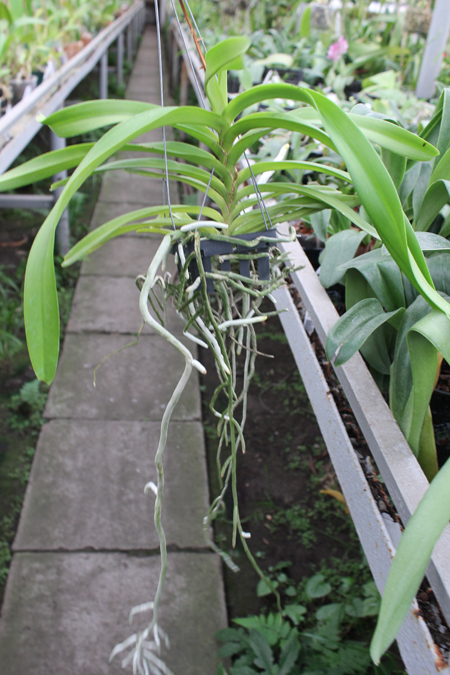 Vanda denisoniana x Rhynchostylis coelestis.jpg